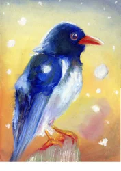 Red Billed Magpie with snow drops